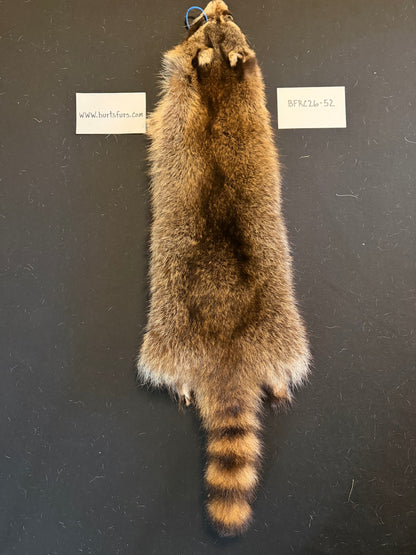 Raccoon pelt BFRC26-52
