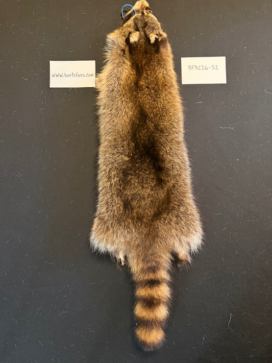 Raccoon pelt BFRC26-52