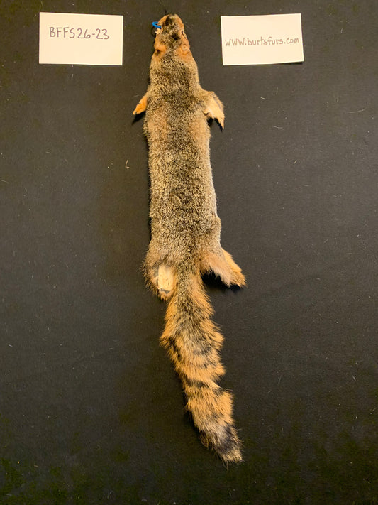 Fox squirrel BFFS26-23