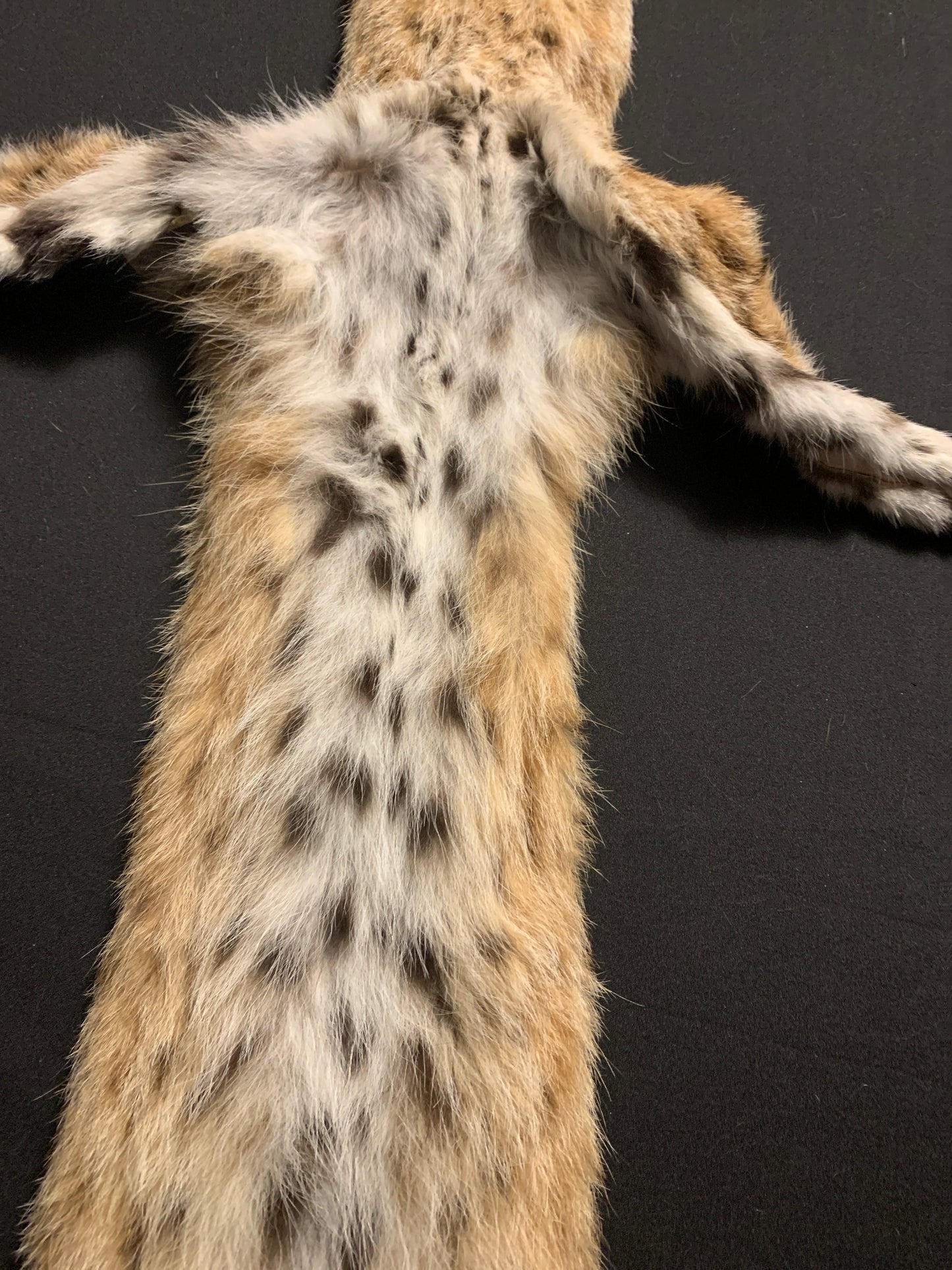 Bobcat pelt KSB0085963