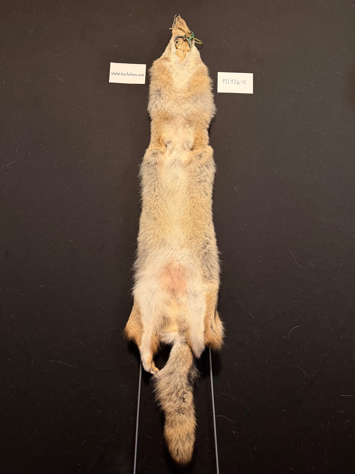 Coyote pelt PICY26-11
