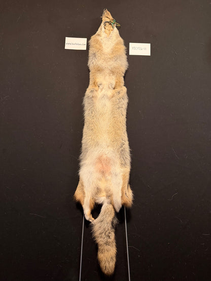 Coyote pelt PICY26-11