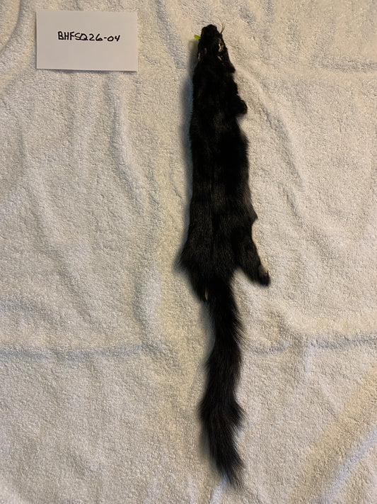 Black squirrel BHFSQ26-04