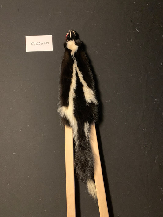 Skunk pelt KSK26-05