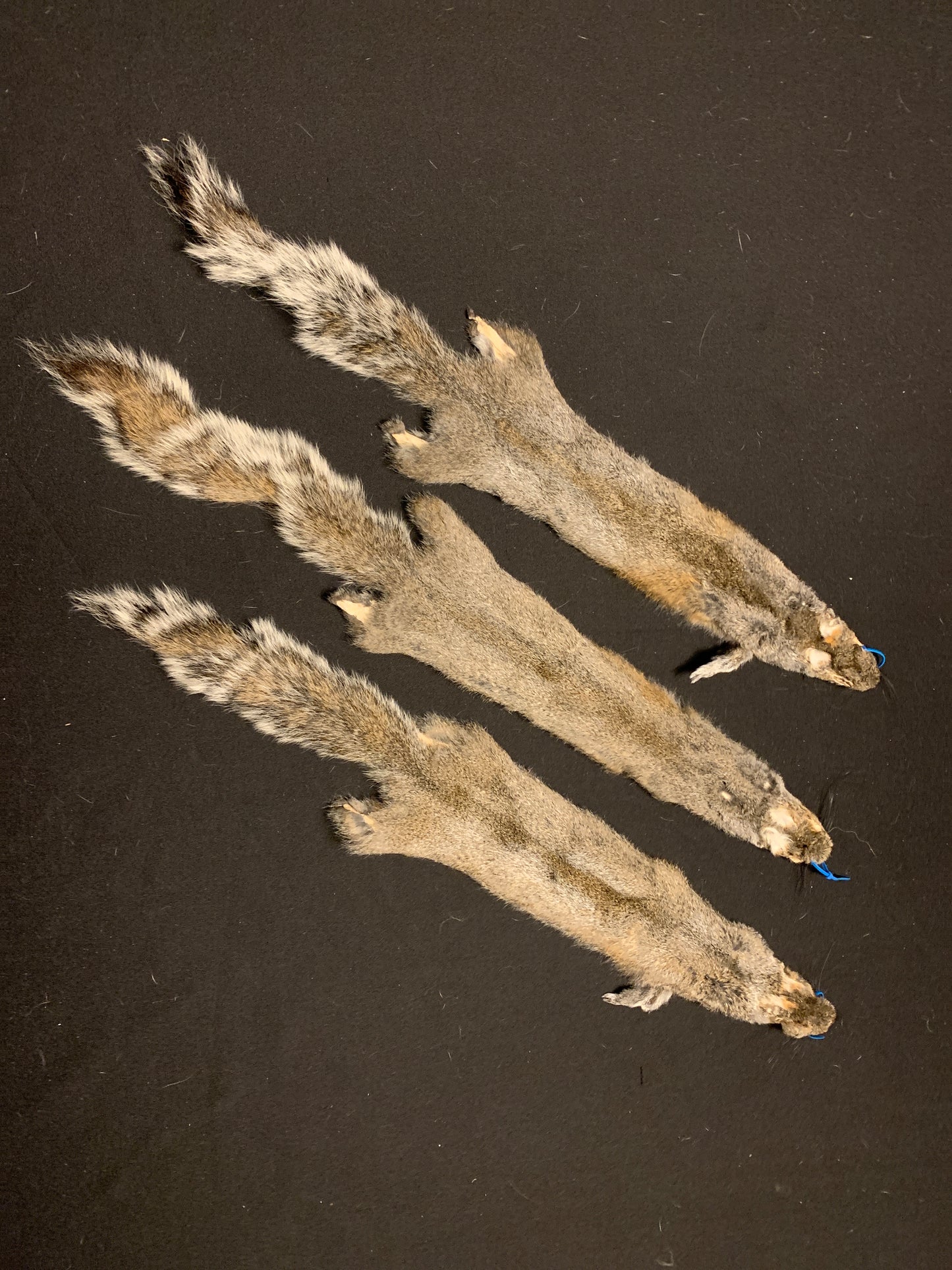 Grey squirrel craft grade