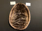 Beaver pelt PIB26-18