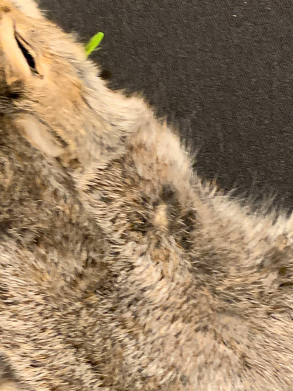 Tanned grey squirrel #1 grade