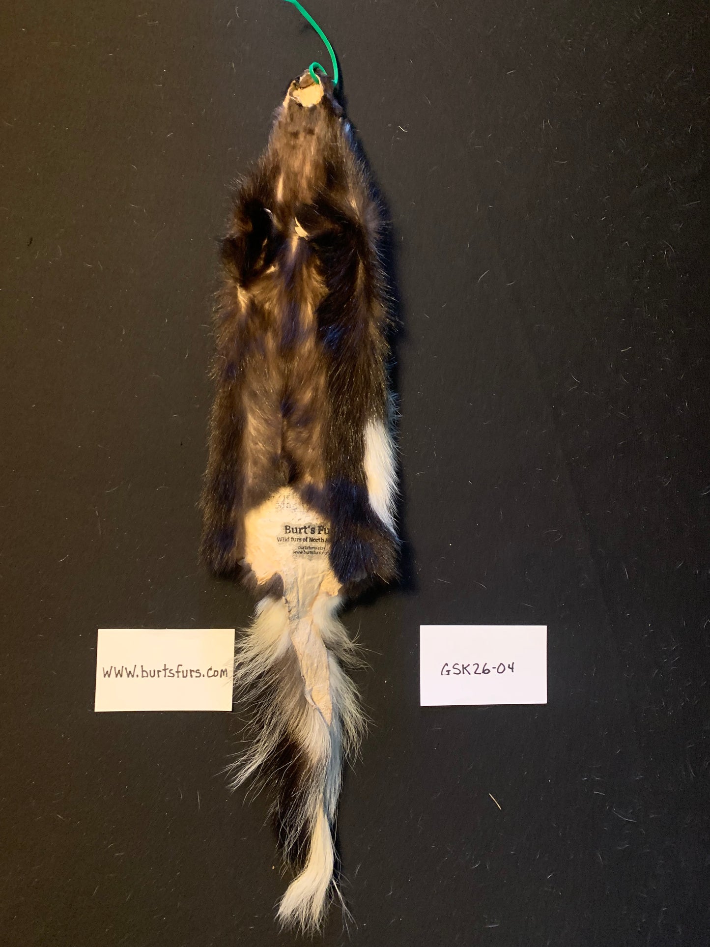 Skunk pelt GSK26-04