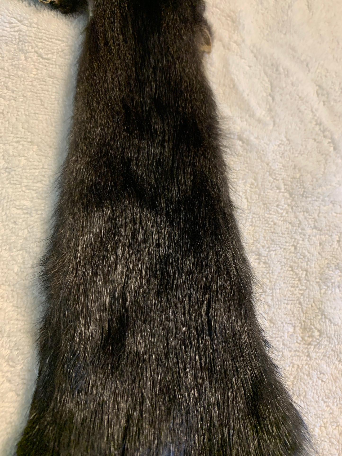 Black squirrel BHFSQ26-02