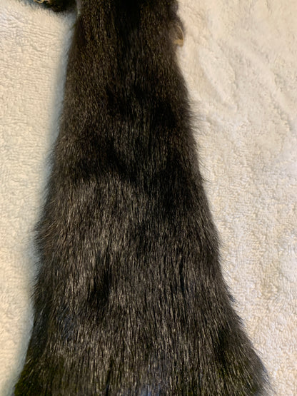 Black squirrel BHFSQ26-02