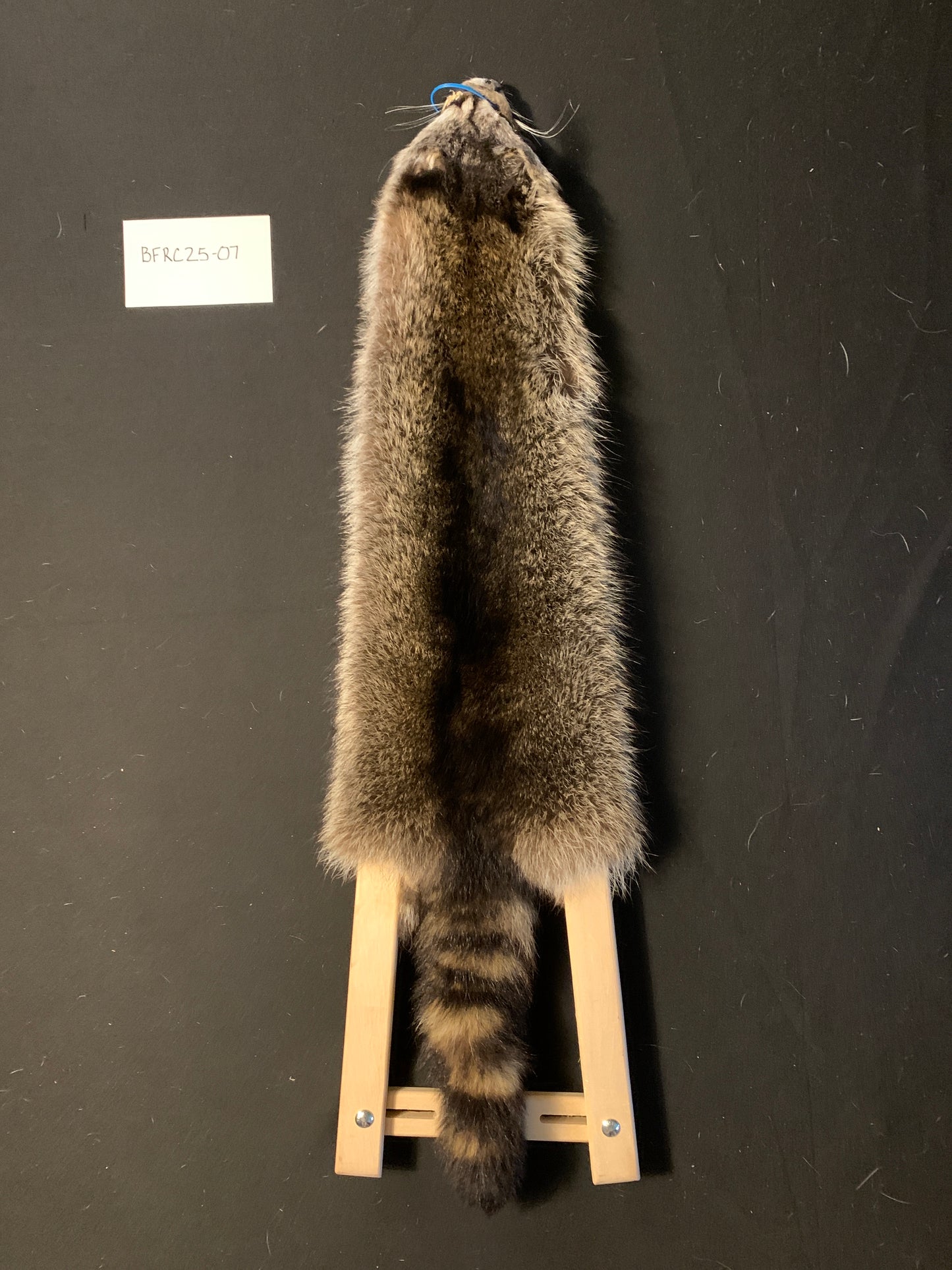 Raccoon BFRC25-07
