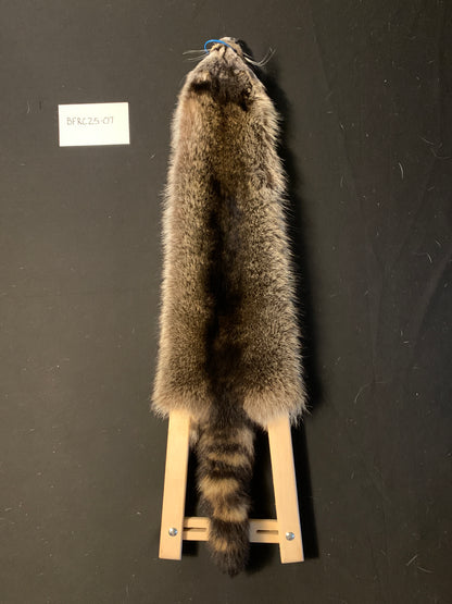 Raccoon BFRC25-07