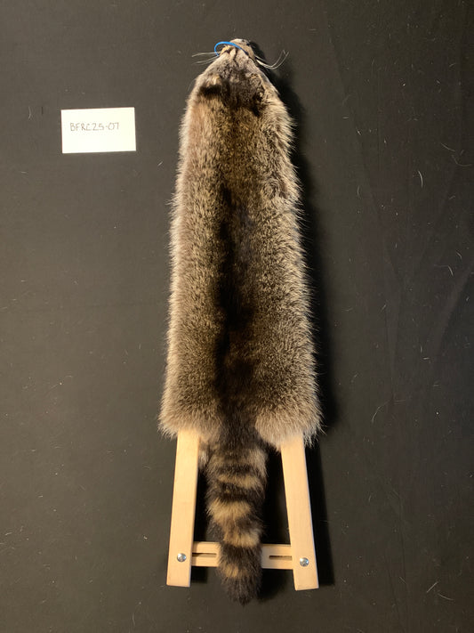 Raccoon BFRC25-07
