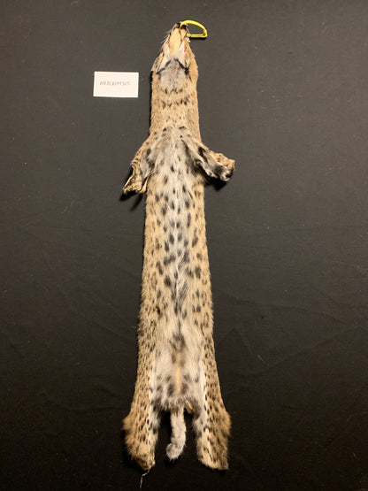 Bobcat pelt ARB0044315