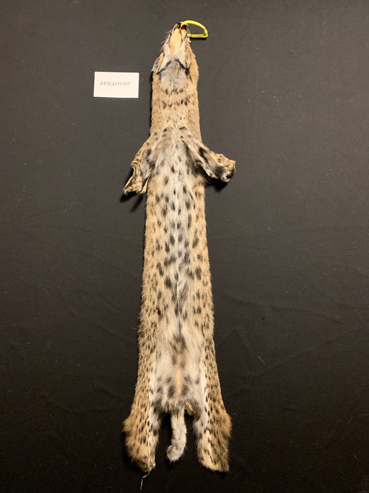 Bobcat pelt ARB0044315
