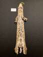Bobcat pelt ARB0044315