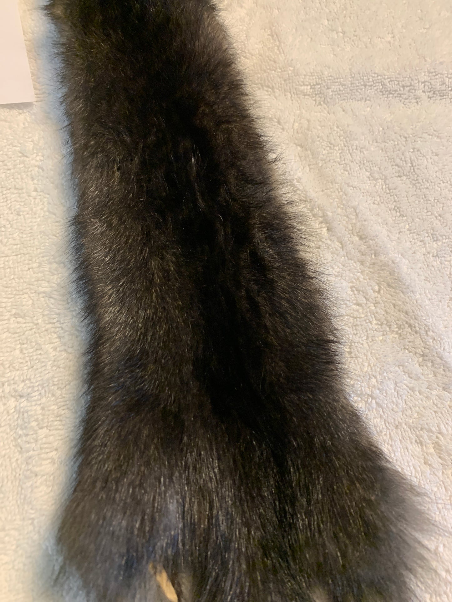 Black squirrel BHFSQ26-01