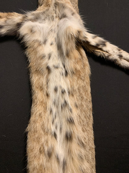 Bobcat pelt ARB0032001