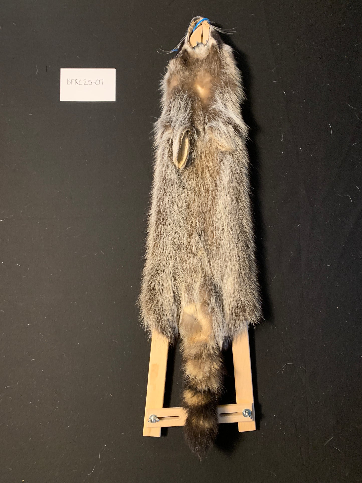 Raccoon BFRC25-07
