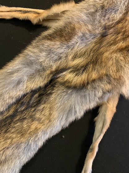 Coyote pelt KCY26-07