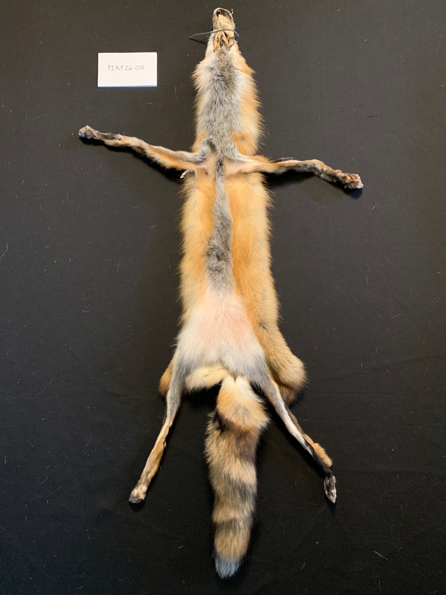 Red fox PIRF26-03