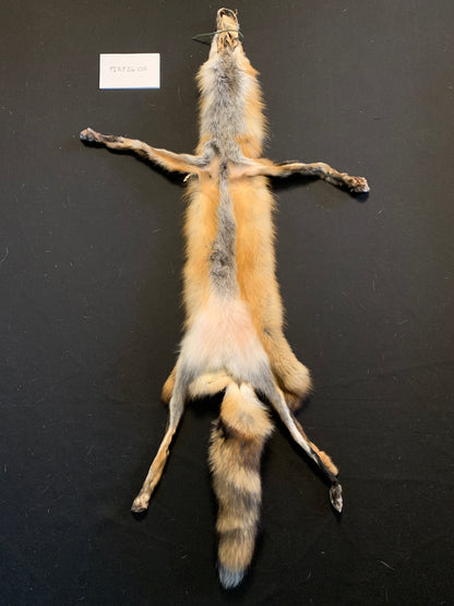 Red fox PIRF26-03
