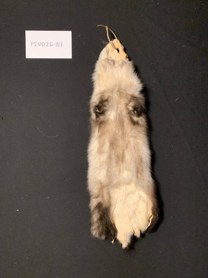 Opossum fur PIVO26-01
