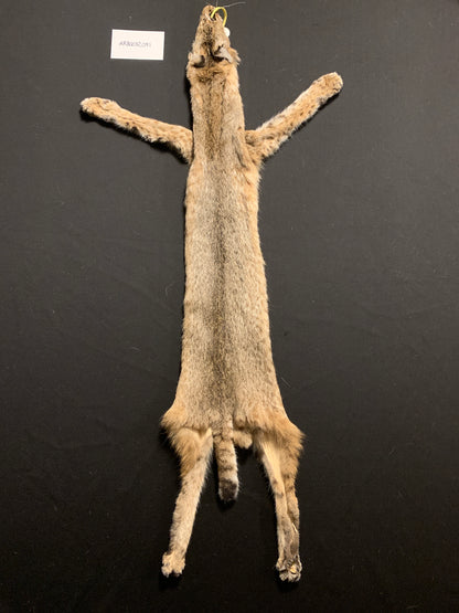 Bobcat pelt ARB0032001