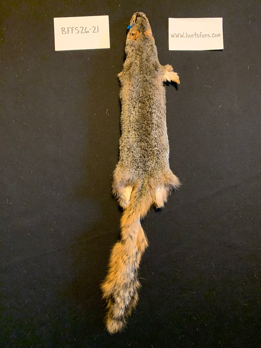 Fox squirrel BFFS26-21
