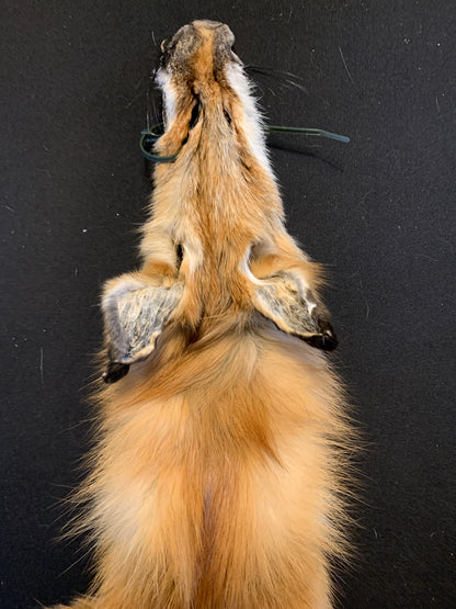 Red fox PIRF26-03