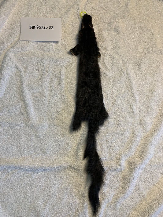 Black squirrel BHFSQ26-02