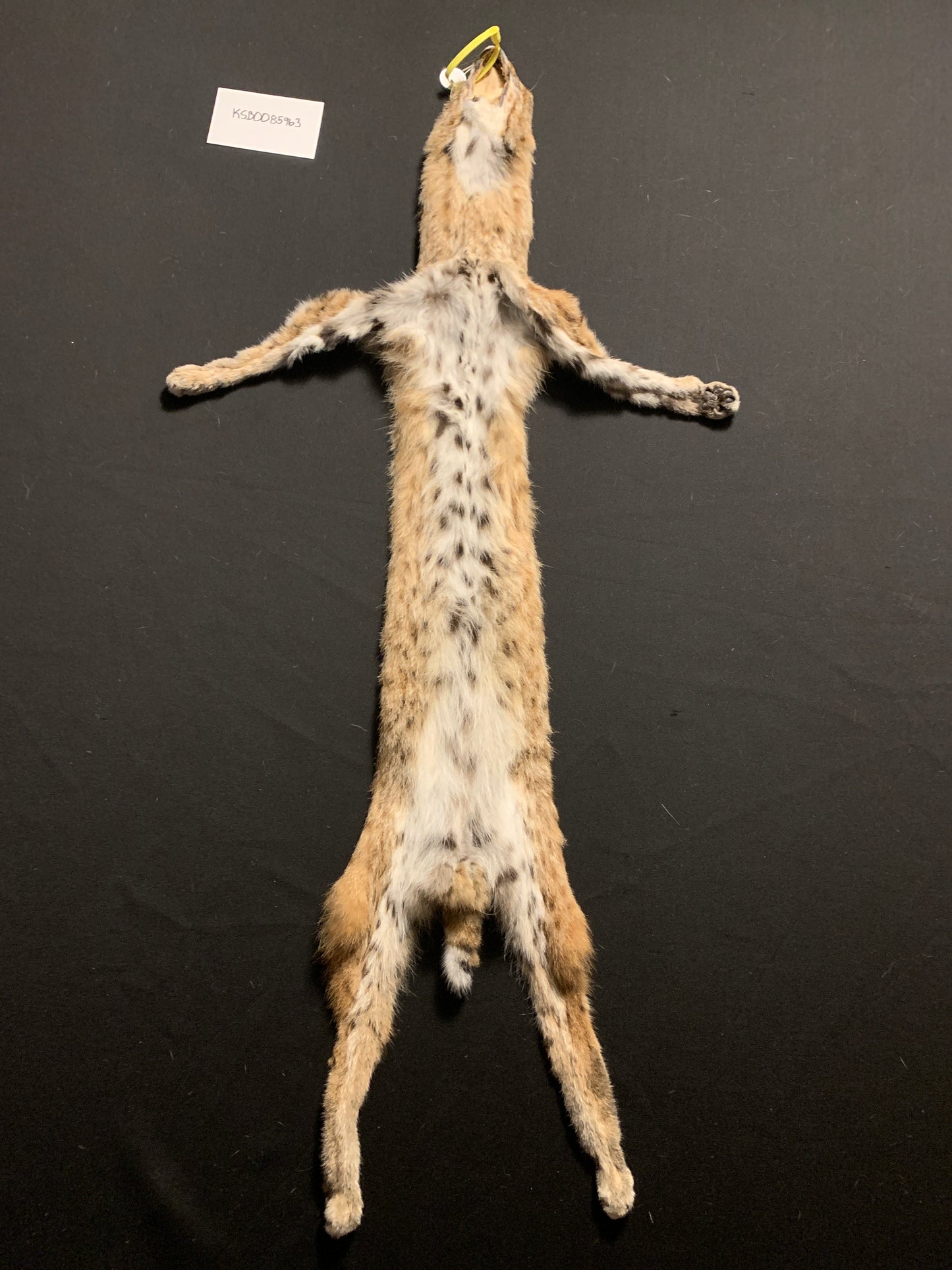 Bobcat pelt KSB0085963