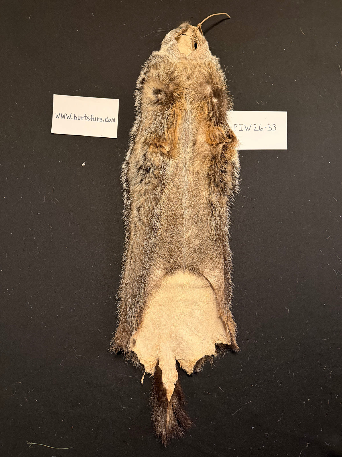 Woodchuck pelt PIW26-33