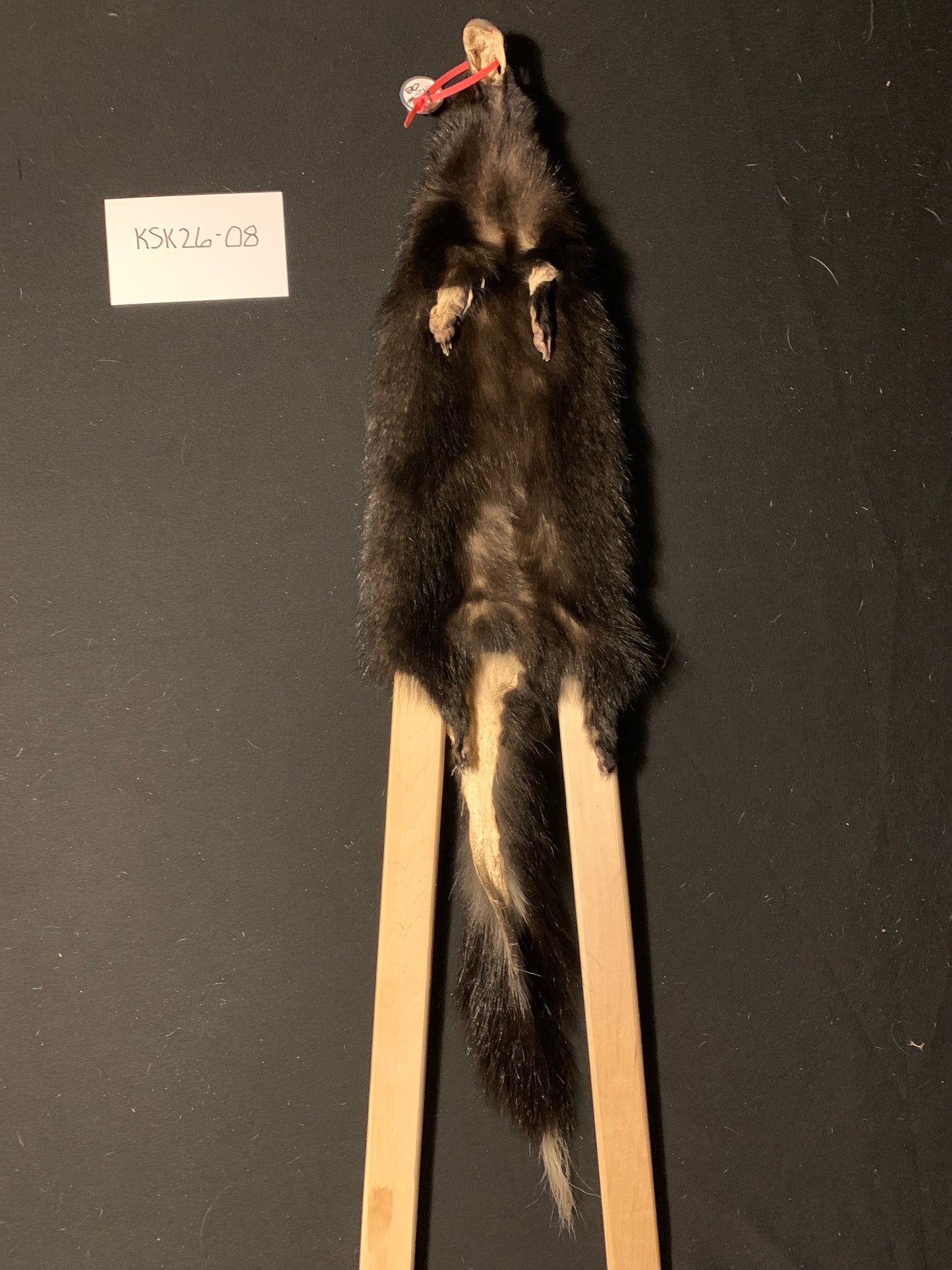 Skunk fur KSK26-08