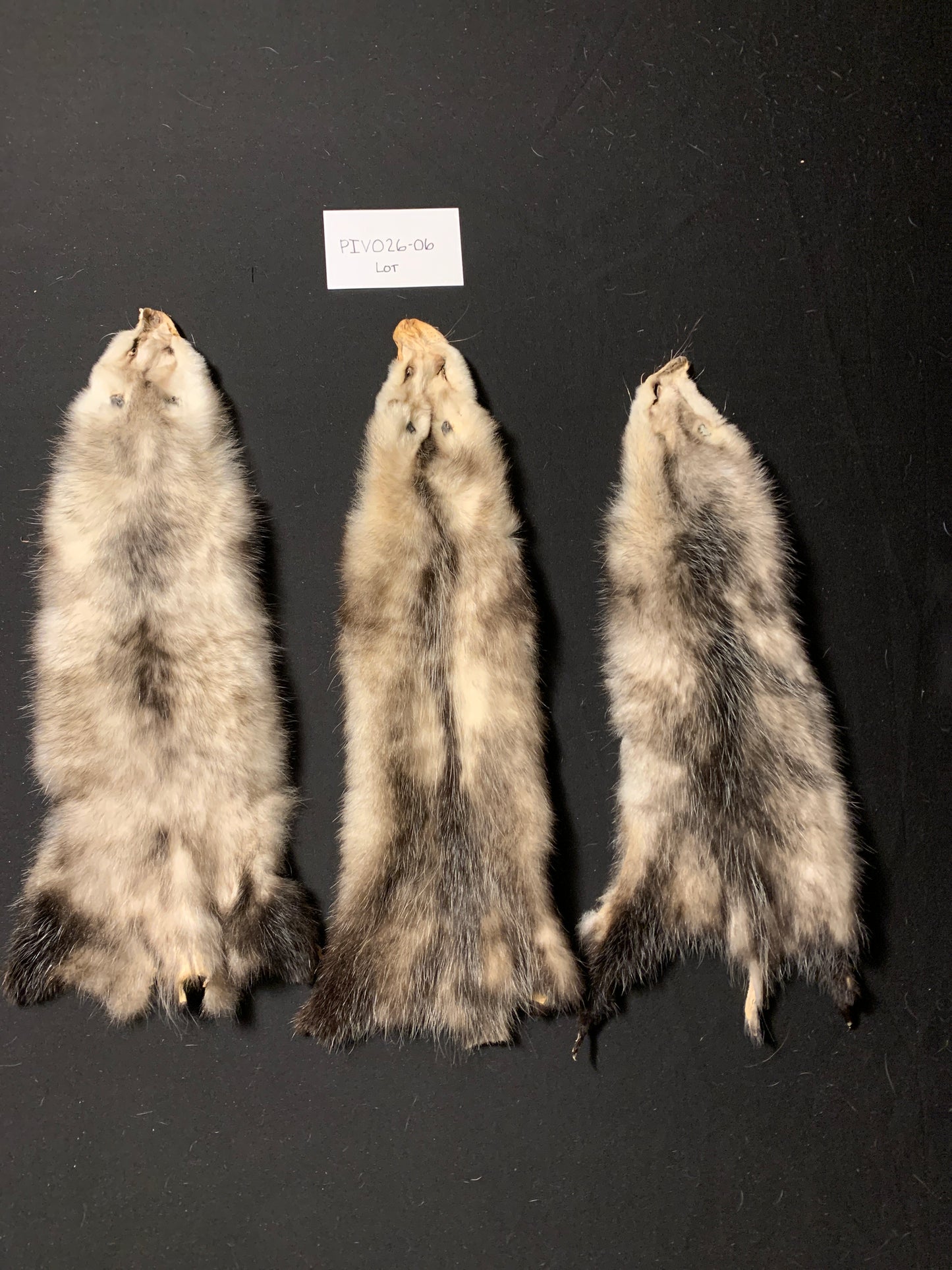 Opossum pelt lot of 3 PIVO26-06
