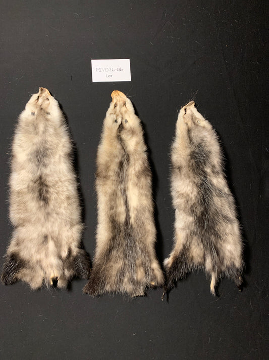 Opossum pelt lot of 3 PIVO26-06