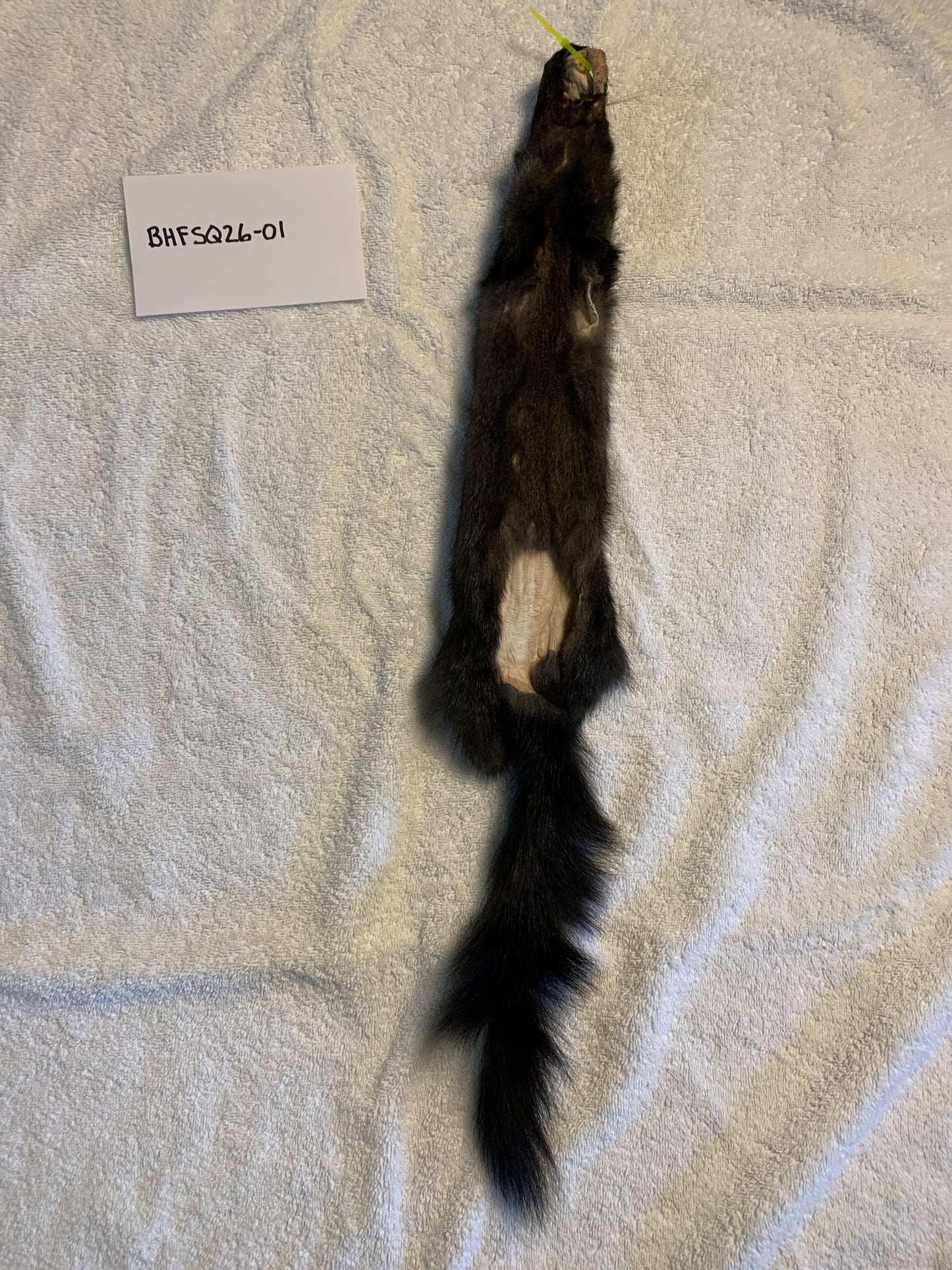 Black squirrel BHFSQ26-01