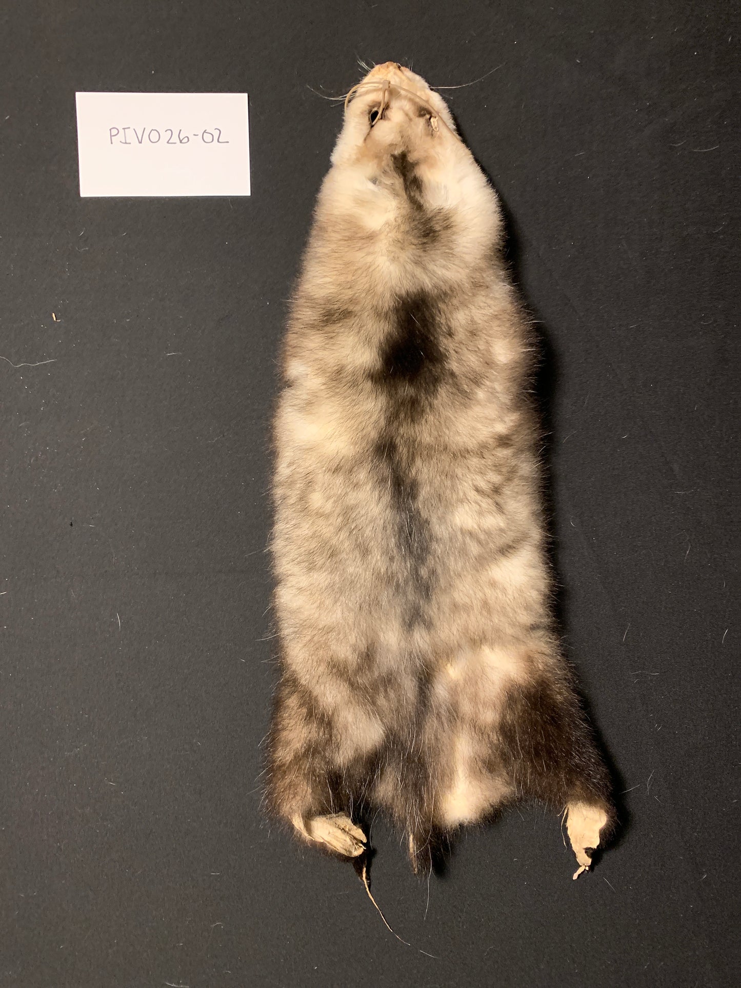 Opossum fur PIVO26-02