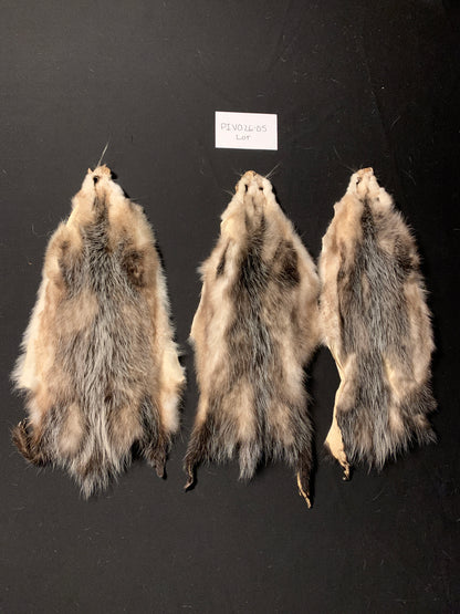 Opossum pelt lot of 3 PIVO26-05