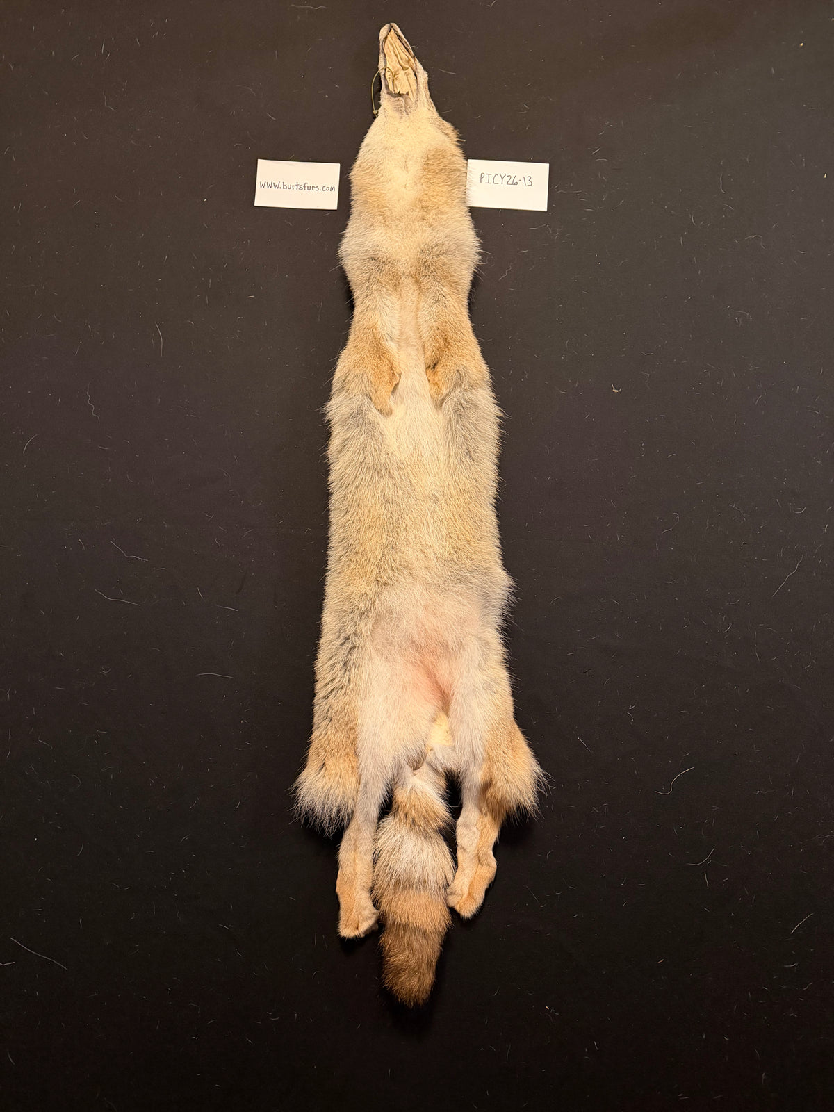 Coyote pelt PICY26-13