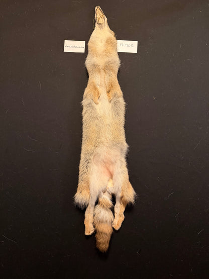 Coyote pelt PICY26-13