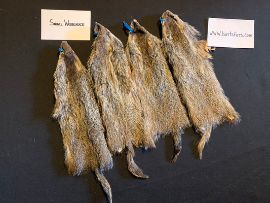 Woodchuck pelt small