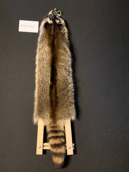 Raccoon RCA23-02