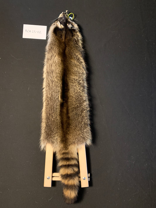 Raccoon RCA23-02