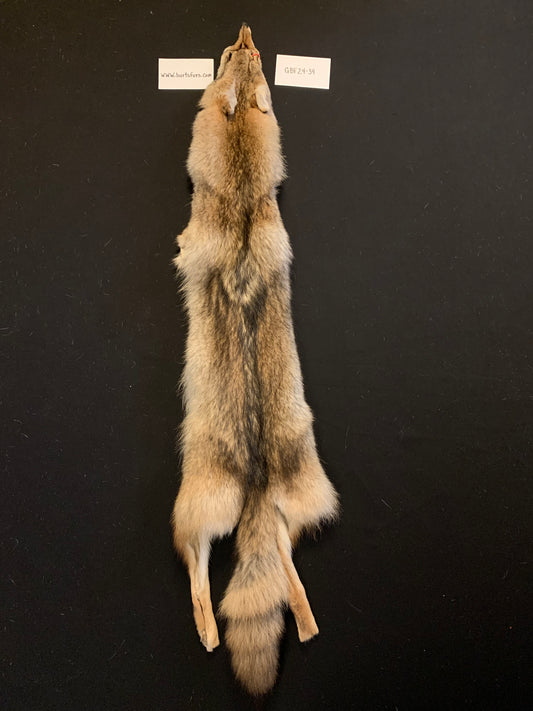 Coyote pelt GBF24-34