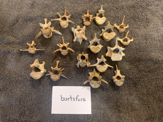 Vertebrae