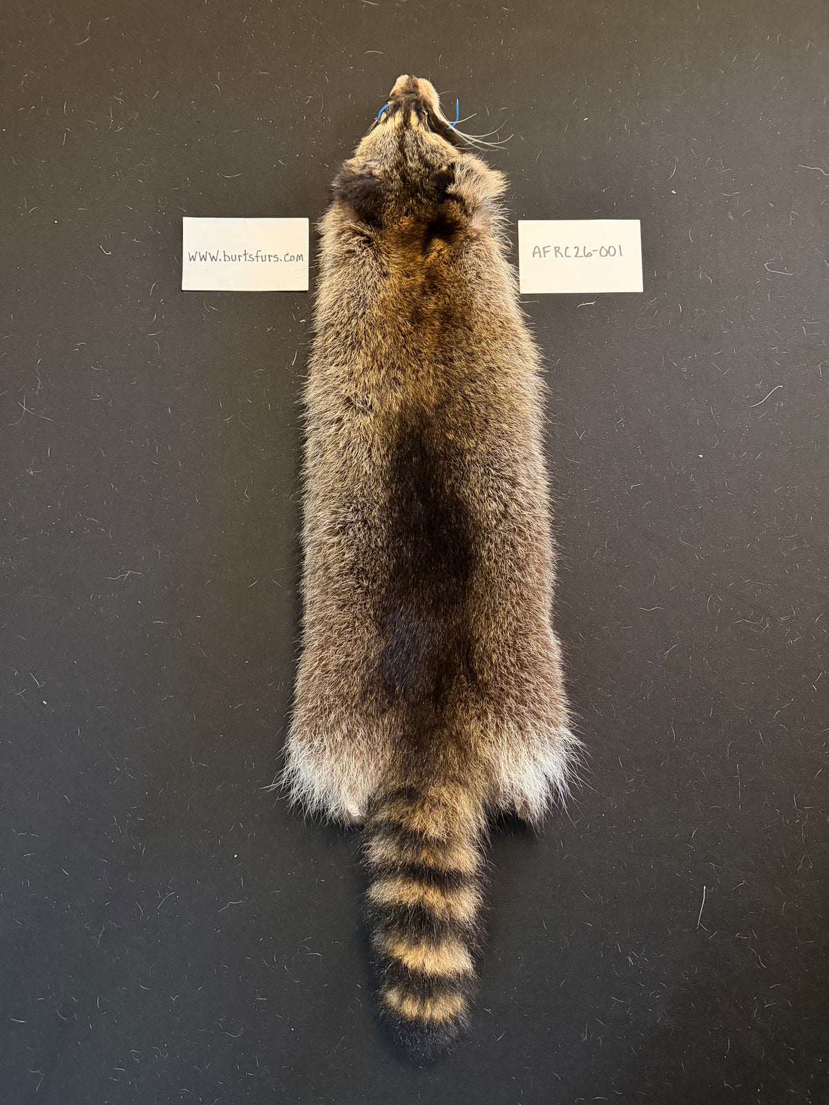 Raccoon pelt “accidental fur” AFRC26-001