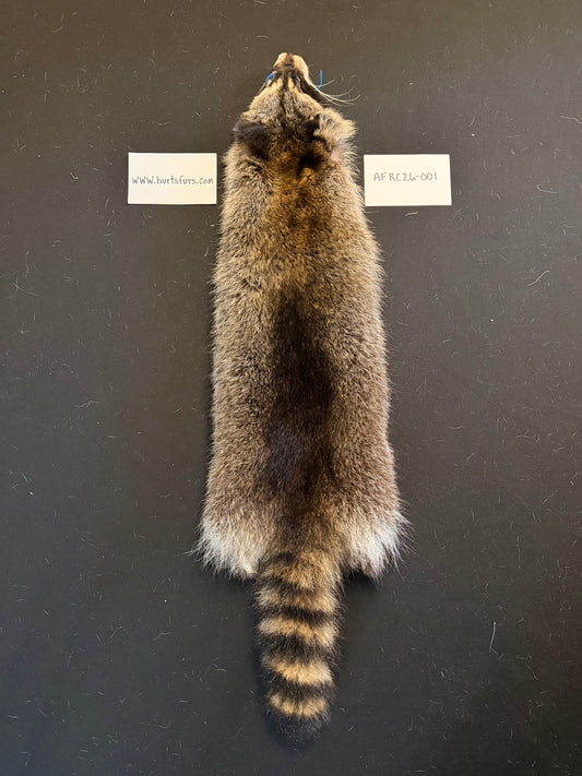 Raccoon pelt “accidental fur” AFRC26-001