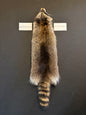 Raccoon pelt “accidental fur” AFRC26-001