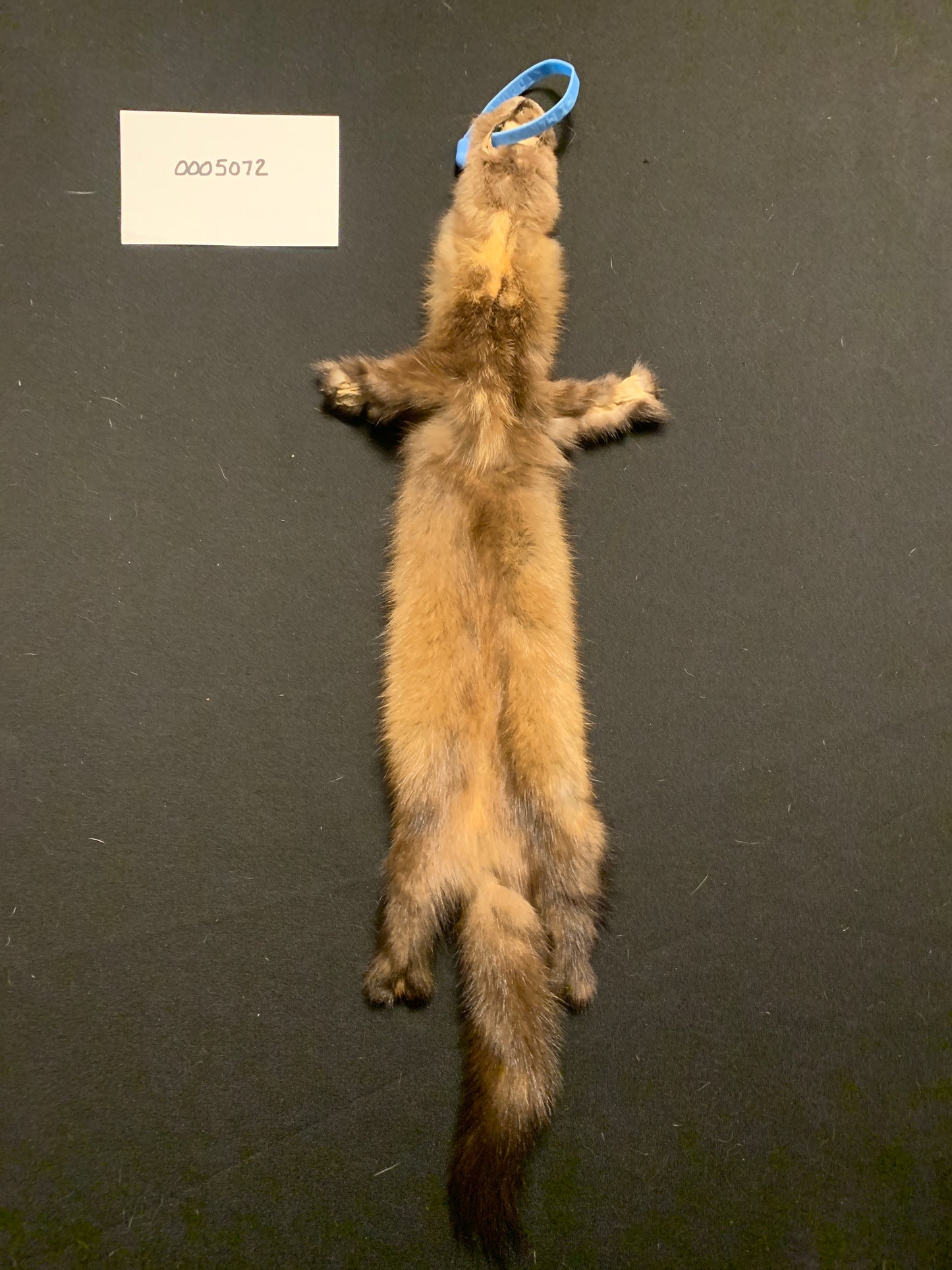 Marten (sable) pelt 5072